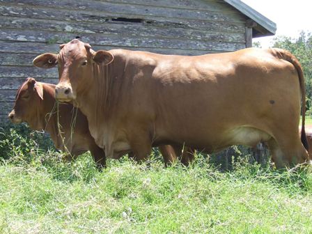 Bryvonlea Pleasure & Calf